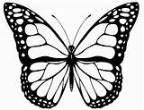 Schmetterling Ausmalbilder Erwachsene sketch template