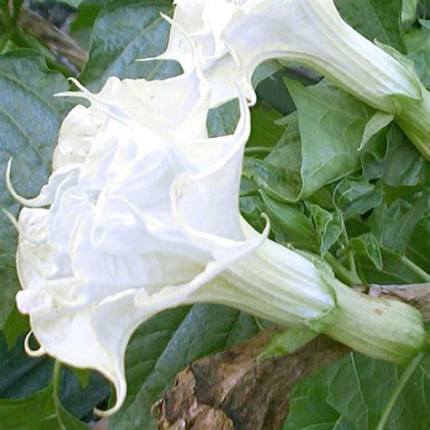 datura double white seeds syn brugmansia candida fl pl datura x