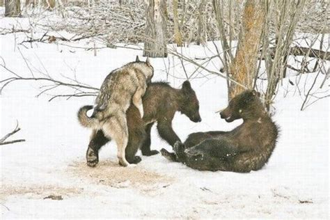 Wolf Mating With Bear Cub Weirdtwist