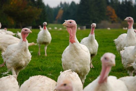 Here Are 8 Frozen Turkeys That Are Actually Humane