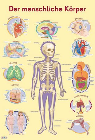 der mensch poster anatomie evolution menschen im