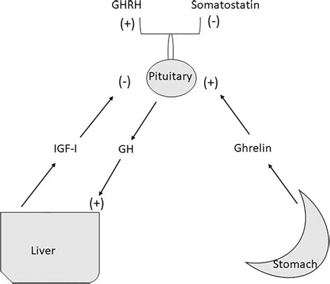 physiologic regulation  growth hormone secretion abbreviations gh