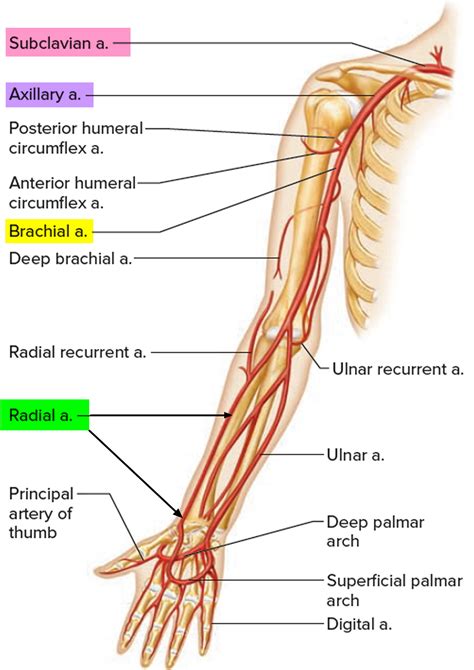 radial artery location   arm  radial artery catheterization