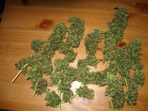 guide  growing sativa strains indoors grow weed easy