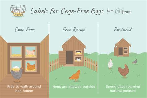 cage   organic eggs massachusetts