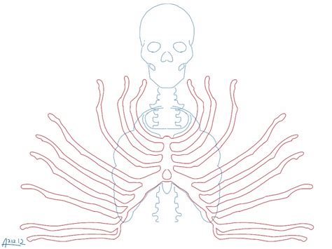 skeleton rib cage pattern  olgatarta  deviantart