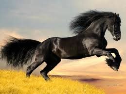 pony  big pony  ralph lauren review hester