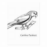Parakeet Coloring Designlooter Postcard Sketch sketch template
