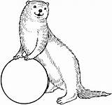 Otter Pages Coloring Otters Clipart Sea Mongoose Outline Drawing Colouring Ball Printable Cliparts Standing Cartoon Animal Simple Library Clip Supercoloring sketch template
