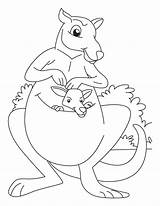 Kanguru Mewarnai Anak Paud Tk Kangaroo Bermanfaat Semoga Meningkatkan Kreatifitas Jiwa Buffalo Bestcoloringpages sketch template