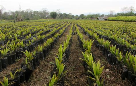 expanding oil palm plantations   northeast  exact  long term cost  wire science