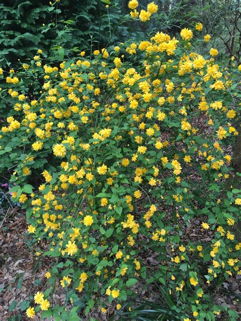 identify  yellow flower plantshrub bbc gardeners