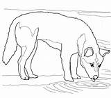 Dingo Colorear Bebiendo Beve Disegno sketch template