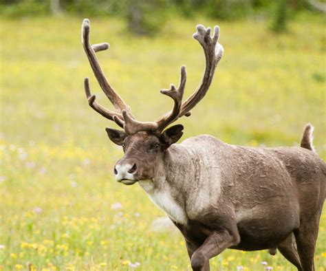 mountain caribou initiative  visual journey   imperiled world   endangered species
