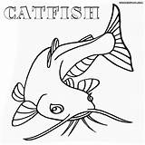 Catfish Coloring Pages Drawing Print Fish Flathead Cat Getdrawings Template sketch template