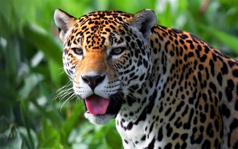 jaguars animals feline wallpaper coolwallpapersme