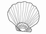Coloring Shells Pages Beach Print sketch template