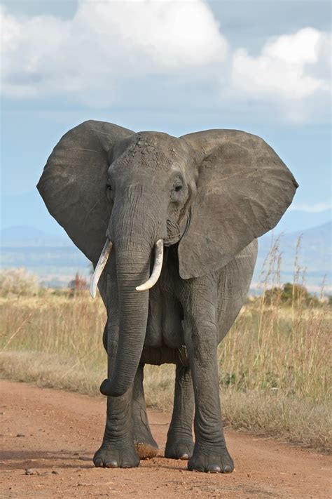 File African Bush Elephant  Wikipedia The Free Encyclopedia