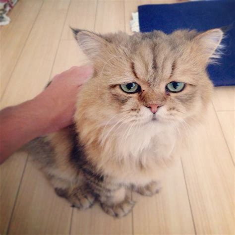 meet foo chan cat   permanently disappointed