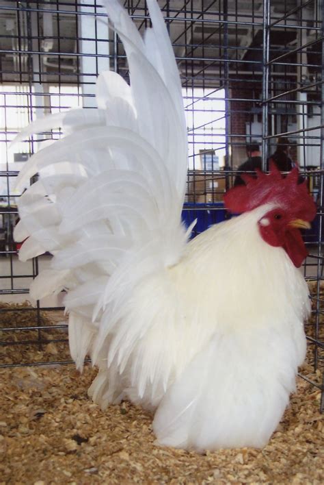 White Japanese Bantam Chickens For Sale Cackle Hatchery