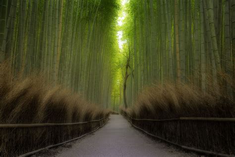 japans bamboo forest  arashiyama bamboo grove