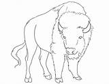 Bison Coloring Pages Drawing Lineart American Getdrawings sketch template