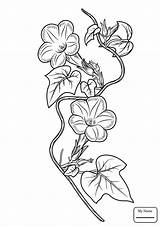 Ivy Morning Glory Coloring Leaf Drawing Pages Printable Flower Glories Line Flowers Drawings Color Floral Supercoloring Sketch Template Designlooter Getdrawings sketch template