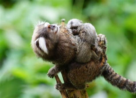 finger monkeys marmoset facts animals   globe