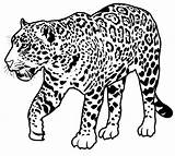 Jaguar Coloring Animals Animal Printable Rainforest Color Sheet Wild Animalstown sketch template