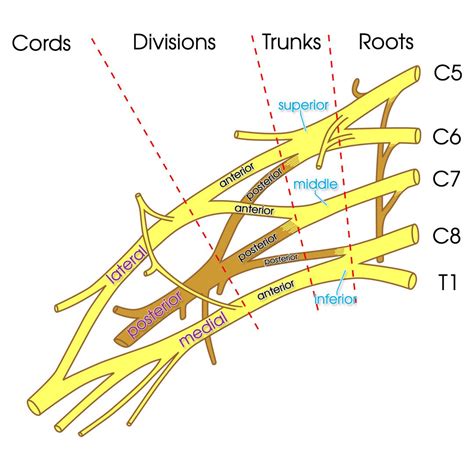brachial plexus anatomyzone