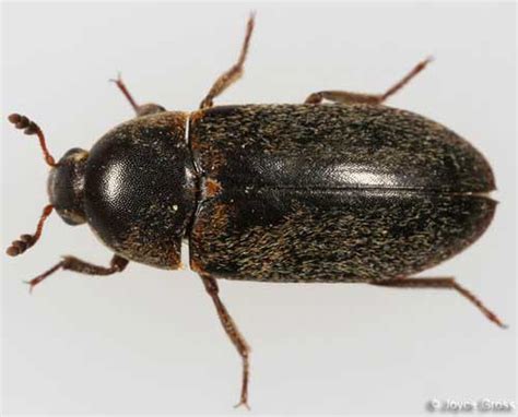hide beetle dermestes maculatus degeer