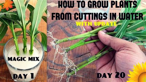 grow plants  cuttings  water  success rate