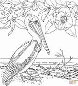 Coloring State Bird Alabama Flower Popular sketch template