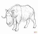 Coloring Ox Musk Pages Printable Drawing sketch template