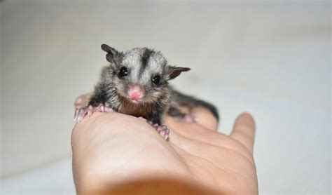 meet  reptile parks  baby sugar glider triplets australian geographic