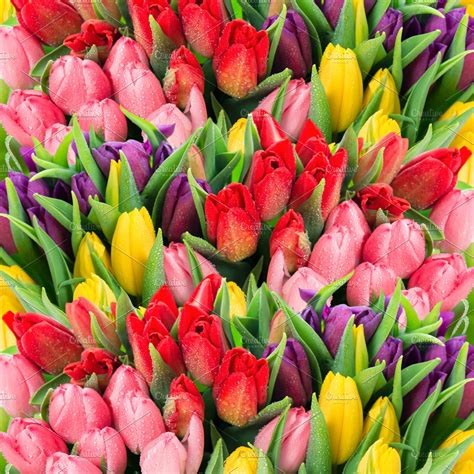 fresh spring tulip flowers high quality nature stock