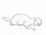 Coloring Ferret Pages Animals Printable sketch template