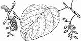 Cottonwood Swamp Heterophylla sketch template