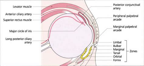 conjunctiva diseases  tumours clinical gate