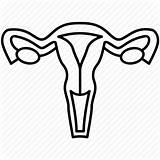 Uterus Ovary Ovaries Clip Gynecology Organs Bladder Anatomy Clipartmag sketch template