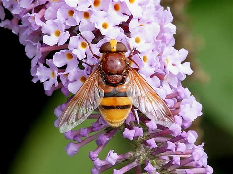 hoverfly volucella zonaria wildlife insight