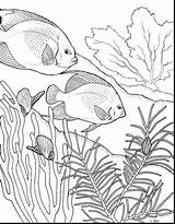 Coral Reef Drawing Easy Drawings Barrier Great Coloring Ocean Pages Pencil Sheet Line Getdrawings Simple Paintingvalley sketch template