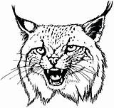 Bobcat Coloring Pages Drawing Color Face Getdrawings Printable Getcolorings sketch template