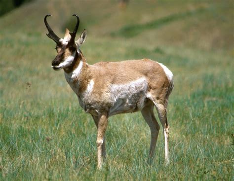 antelope pictures diet breeding life cycle facts habitat behavior animals adda