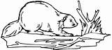 Beaver Coloring Pages Clipart Color Beavers Dam Building Wildlife Clip Realistic Otter Porcupine River Line Kids Drawings Gif Designlooter Animal sketch template