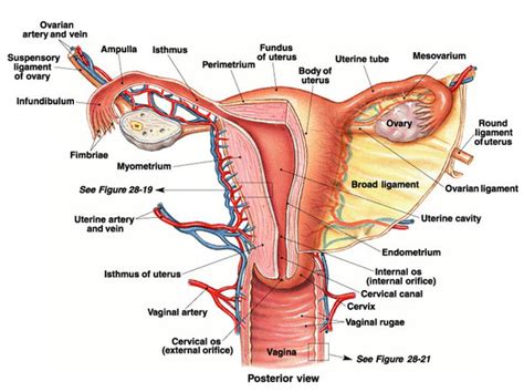 Reproductive System Josi S Anatomy And Physiology