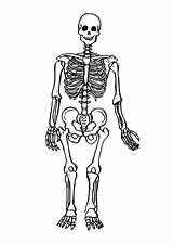 Skeleton Human Coloring Pages Kids Printable Anatomy Book sketch template