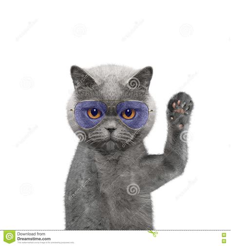 Cute Cat In Glasses Is Greeting You Stock Image Image Of