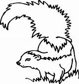 Skunk Coloring Cautious Enemy Drawing Line Color Getdrawings sketch template