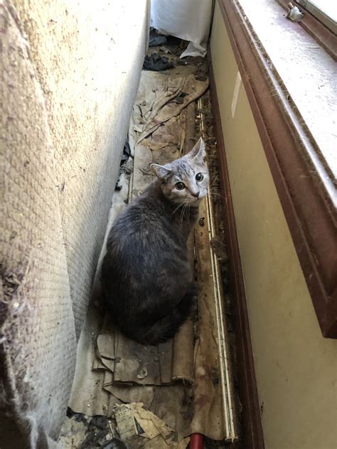 over 100 cats found in racine county home some in walls
